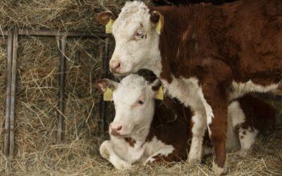 Jak zadbać o zdrowie drobiu i cieląt od pierwszych dni?