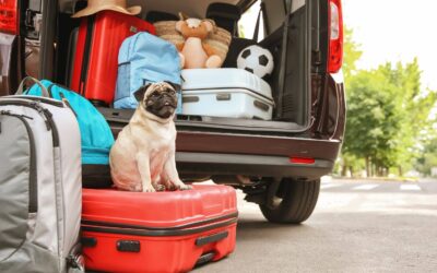 Podróż wynajętym autem z pupilem – co musisz wiedzieć?