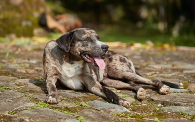 Jak chronić psa przed upałem? Krem z SPF i serum wygładzająco-naprawcze od Totobi