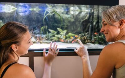 Jak często karmić ryby w akwarium? Praktyczne wskazówki dla początkujących