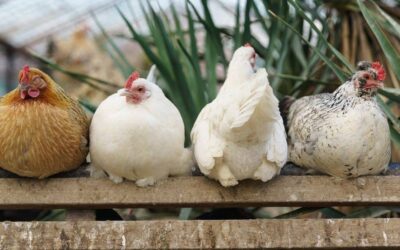 Zapobieganie kanibalizmowi u drobiu i trzody. Rola minerałów i witamin