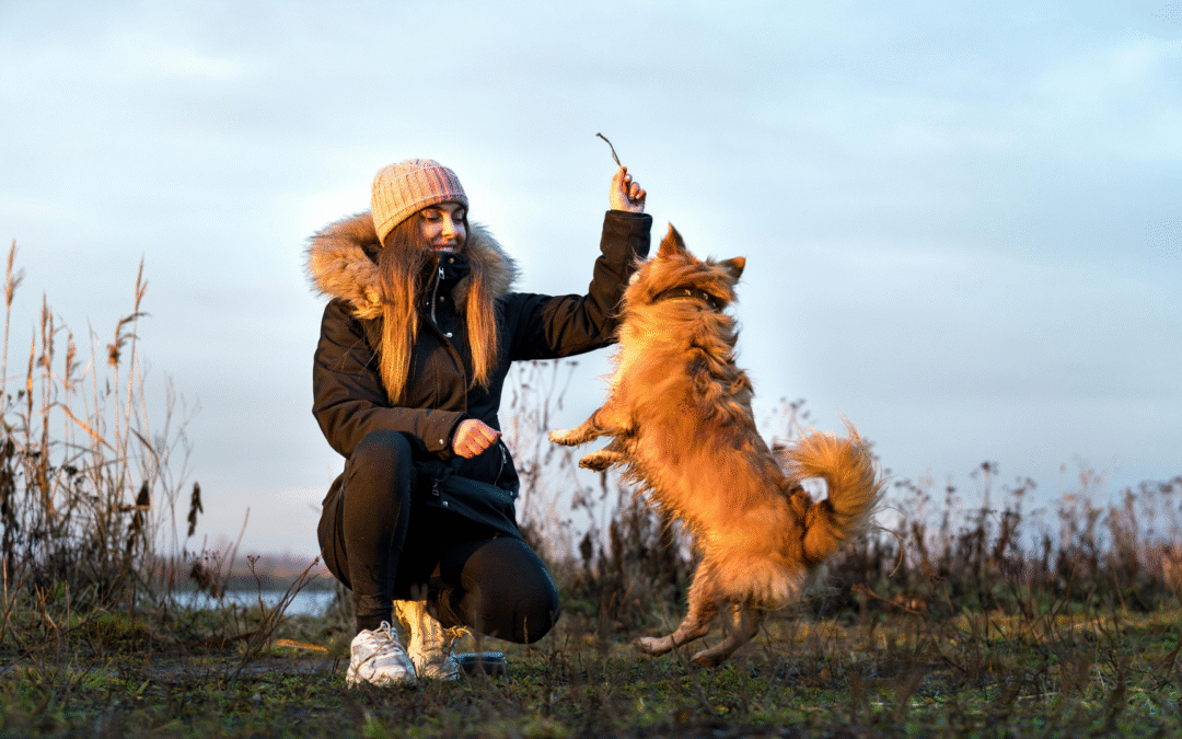 Nowa marka na psim rynku. Hau.plan zadba o właścicieli i ich psy
