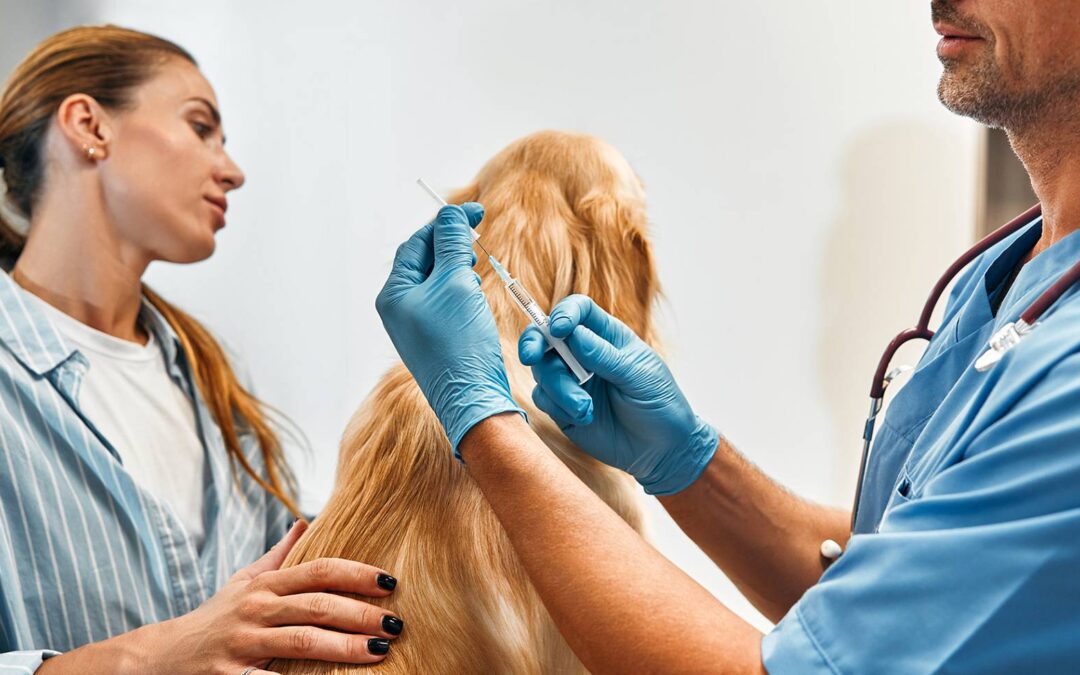 Jak rozpoznać nagły problem zdrowotny u psa lub kota? Praktyczny przewodnik dla właścicieli