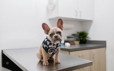 RTG dla zwierząt – jak wygląda badanie i jak przygotować psa do RTG?