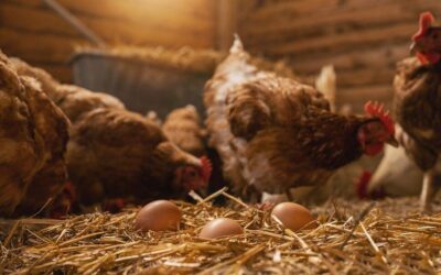 Znaczenie odpowiedniego żywienia drobiu – jak poprawić jakość jaj i wydajność produkcji?